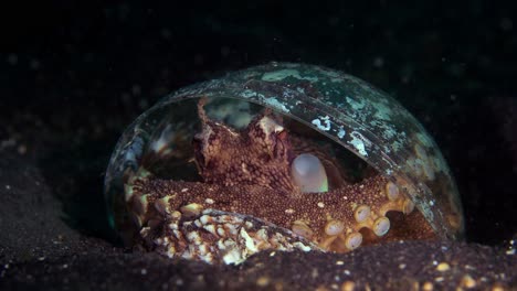 Pulpo-De-Coco-En-Un-Vaso-De-Plástico-Con-Cáscara-Escondido-Caminando-Lembeh-Indonesia-4k-25fps