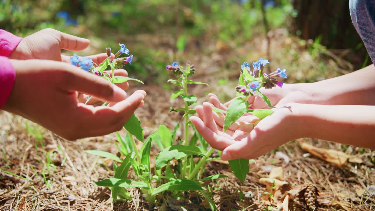 Hands Gently Protecting Delicate Wild Blue Flowers in Forest