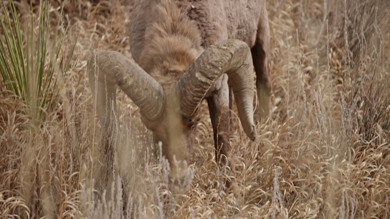 el macho de la oveja de gran cuerno comiendo hierba en el campo