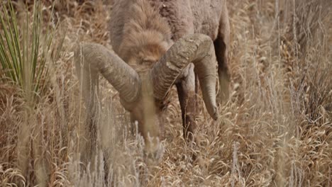 male bighorn sheep eating grass on field