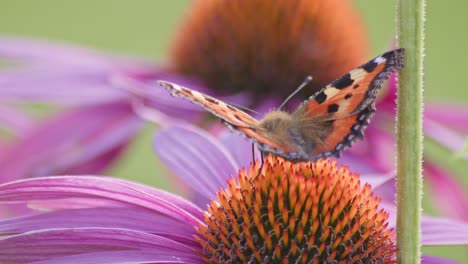 one-Small-Tortoiseshell-Butterfly-eats-nectar-from-orange-coneflower-in-sunlight-during-windy-weather