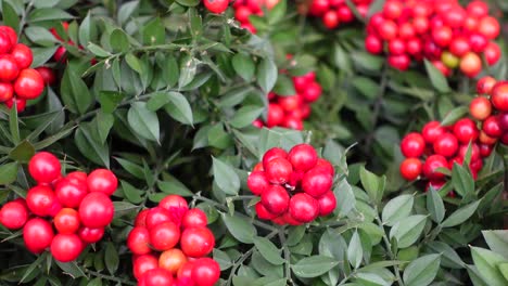 closeup of red berries on a green bush