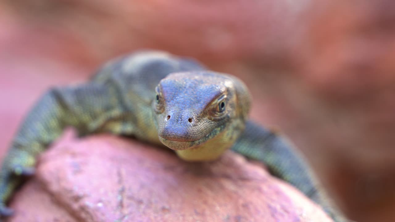 Exotic mertens' water monitor, varanus mertensi basking on the shore, throat pumping and looking into the camera, close up shot of an endangered wildlife species endemic to northern Australia