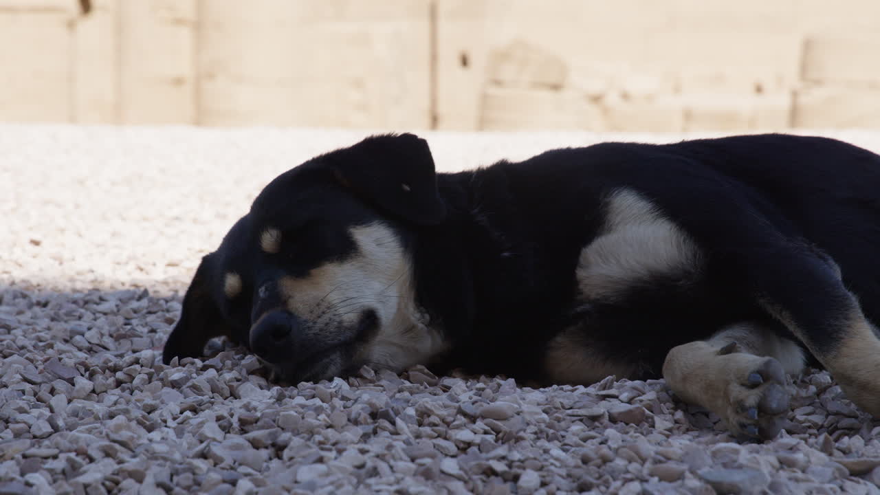 Sleeping dog on the gravel in a relaxed and peaceful environment