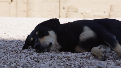 sleeping dog on the gravel in a relaxed and peaceful environment