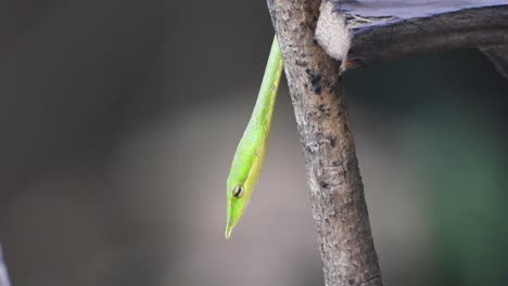 green-whip-snake---eyes---head-