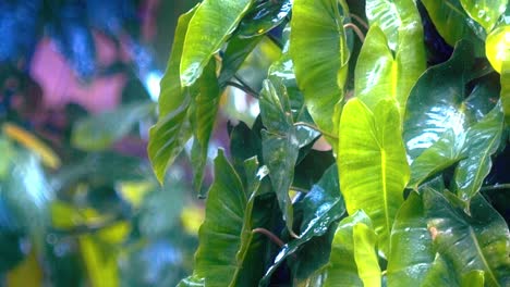 el clima da forma a la atmósfera ambiental, la lluvia respira vida lejos y cerca