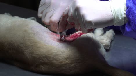 a veterinary surgeon sutures a female dog after sterilization