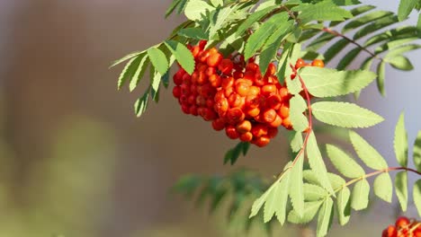 ceniza de montaña o sorbus aucuparia