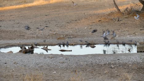 Kapturteltauben-Trinken-An-Einem-Wasserloch-In-Südafrika