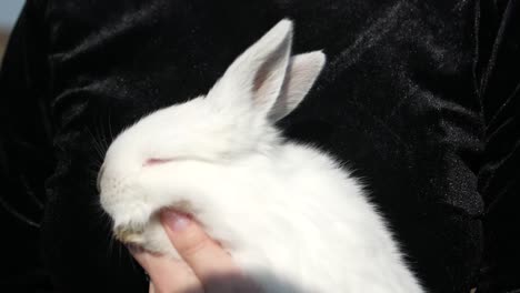 close-up of a person holding and petting a white rabbit