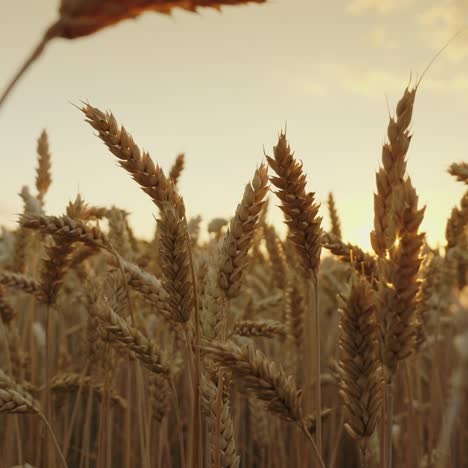 Beautiful-Wheat-Spike-At-Sunset