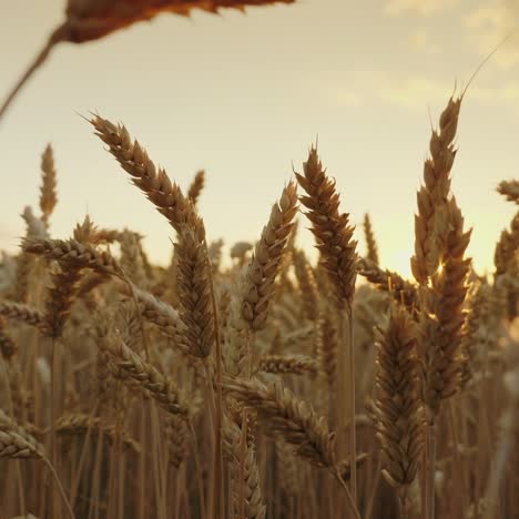 schöne weizenspitze bei sonnenuntergang