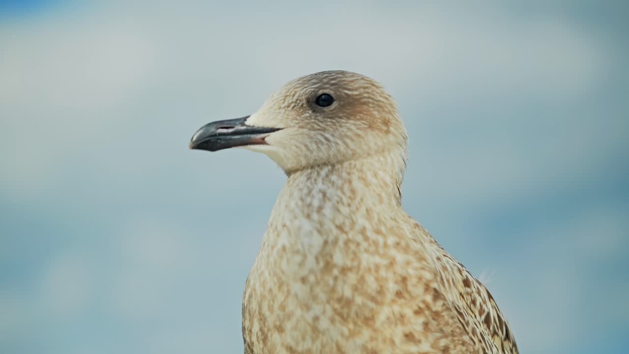 Cinematic bird portrait slow motion of young seagull in natural daylight sky