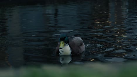 Toma-En-Cámara-Lenta-De-Patos-Nadando-En-Los-Canales-De-Rotterdam,-Países-Bajos