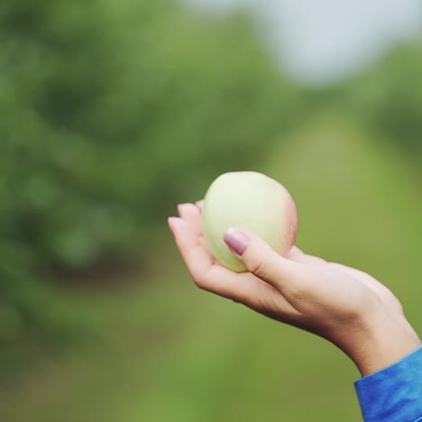 woman's hand holding an apple. picking ripe organic apples in orchard