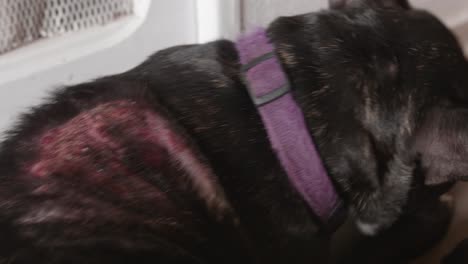 close up of wounds or injuries on a sad black dog's back