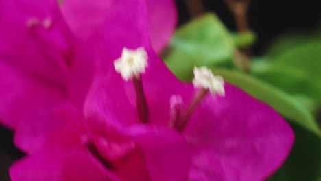 pink bougainvillea flower moving by wind in garden close up view