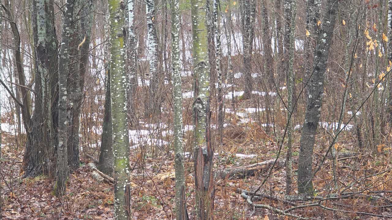 Bare winter forest with patchy snow and tree trunks in muted natural tones