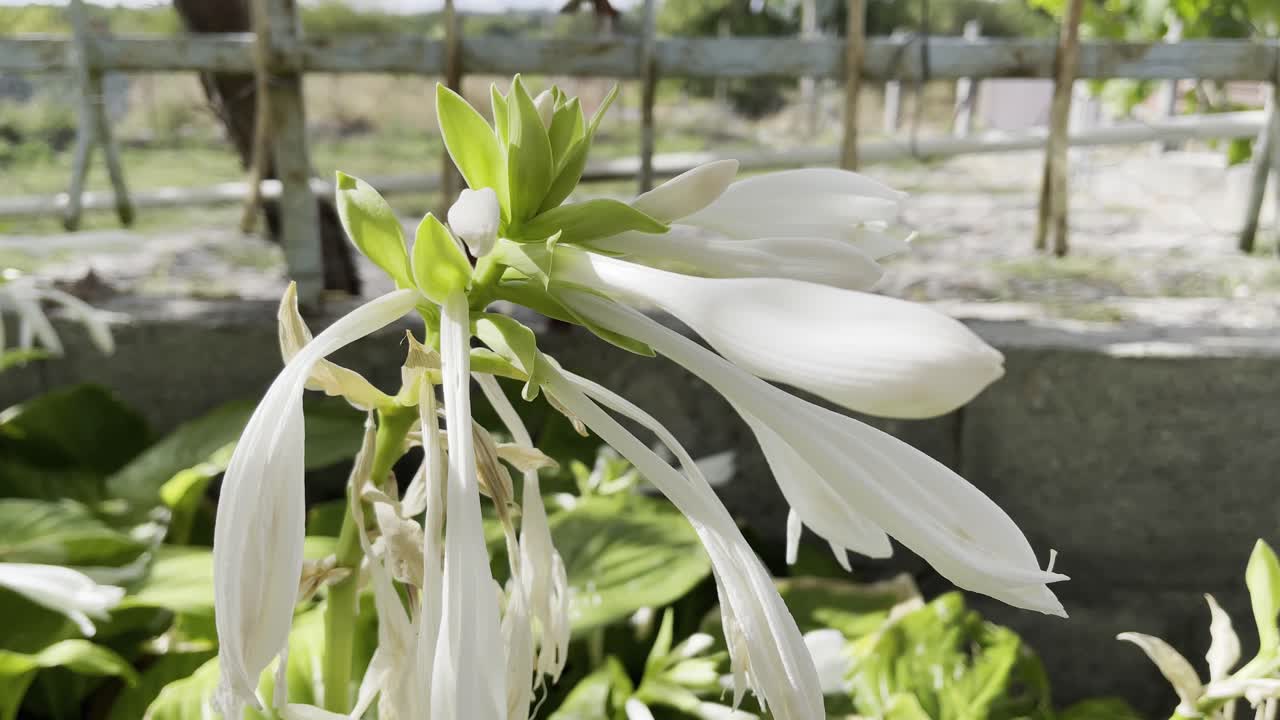 cerca de una flor de pétalo blanco en un patio trasero con una valla oxidada