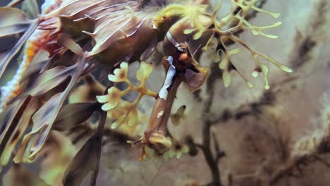 dragón de mar frondoso con huevos macro primeros planos 4k cámara lenta