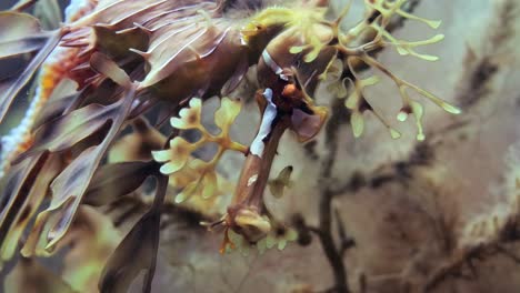 leafy sea dragon with eggs macro close ups 4k slow motion