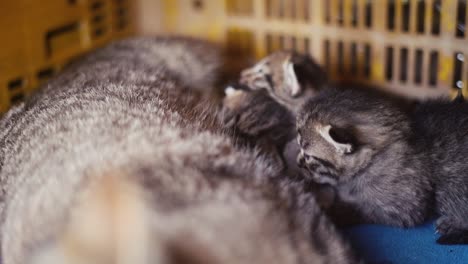 Mum-feeding-baby-cats-breastfeed-kitty,-kitten