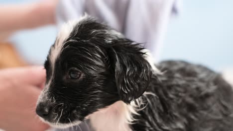 frightened little dog takes a bath. grooming salon. cleaning animals from fleas and ticks. pets