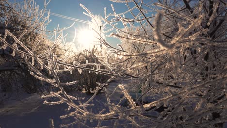 bright winter sunrise, frozen tree branches with ice crystal phenomenon