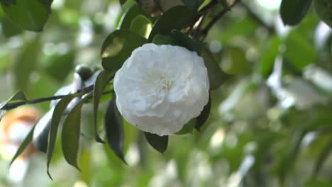 white camellia flower