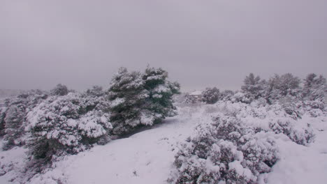 invierno blanco nevado ladera árboles escena de invierno desierto