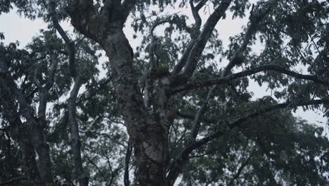 follaje y ramas de la copa del árbol, vista en movimiento en guatemala