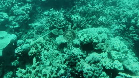 pequeña tortuga marina verde se aleja nadando, gran barrera de coral, queensland, australia