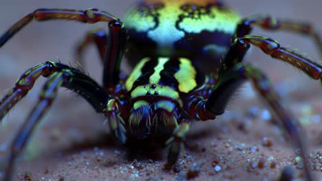a stunning macro view of a colorful spider, showcasing its unique patterns and details against a sandy background in close-up imagery