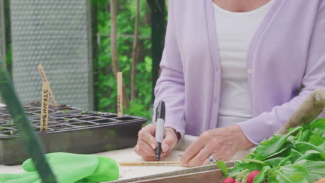 close up of senior woman writing labels for plants in seed trays in greenhouse