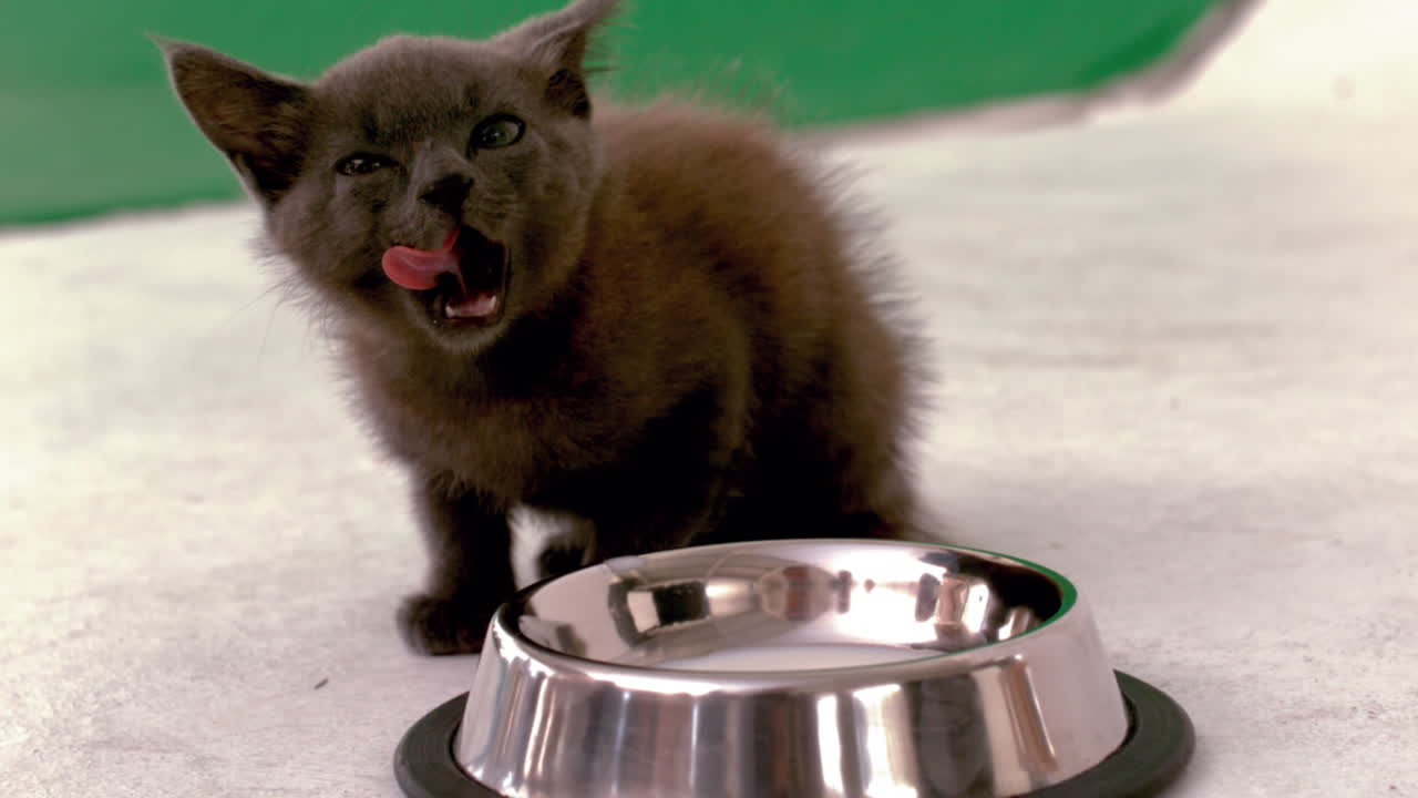 Gatinho sentado ao lado de uma tigela de leite