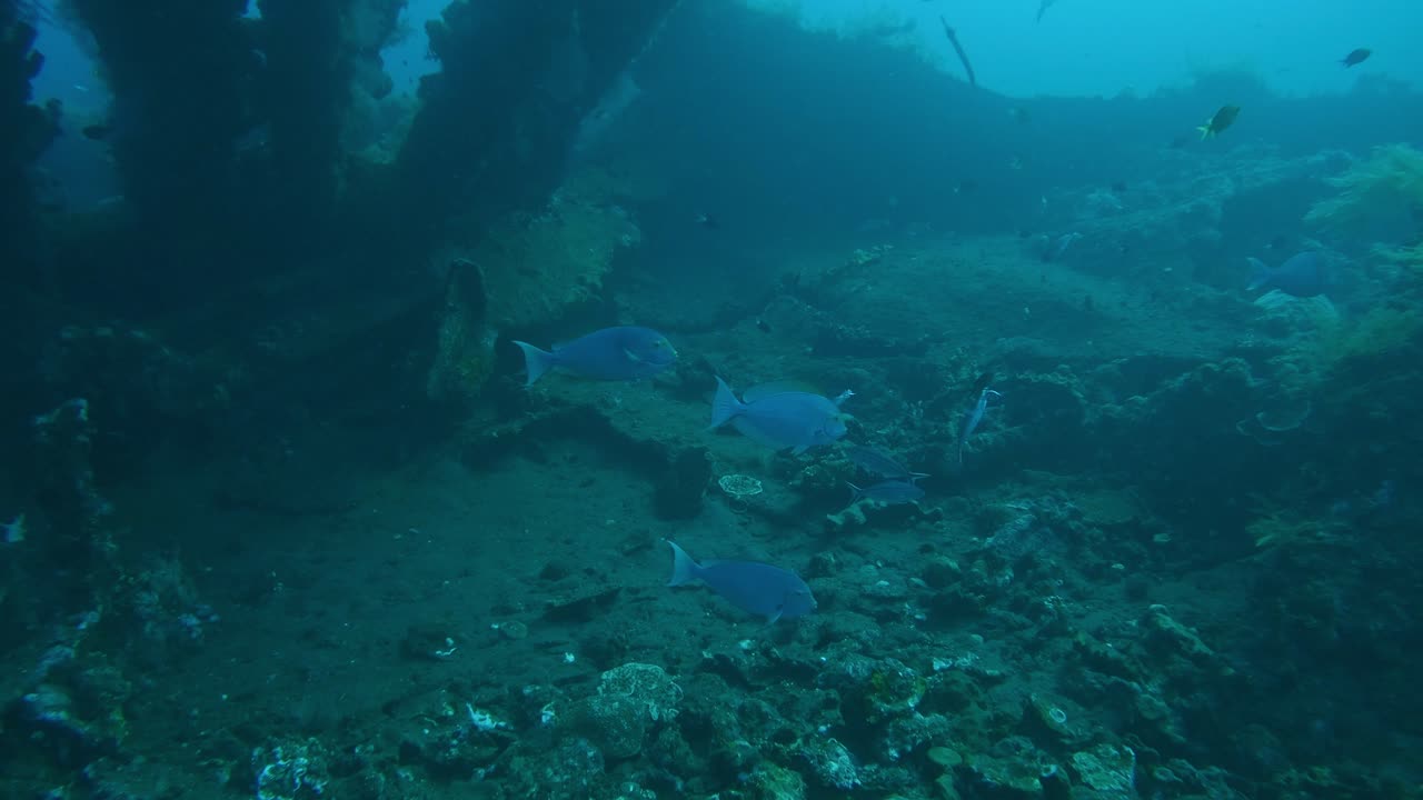 escuela de peces cirujanos de aleta amarilla en el fondo del océano del arrecife de coral, gran tiro colorido ancho medio