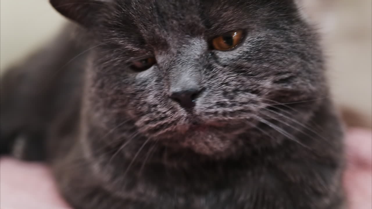 Close up of a British Shorthair cat with orange eyes yawning on a bed