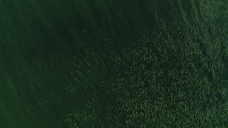 plants immersed in green waters of lake