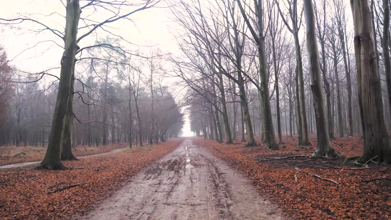 가을 에 안개 가 가득 한 숲 길