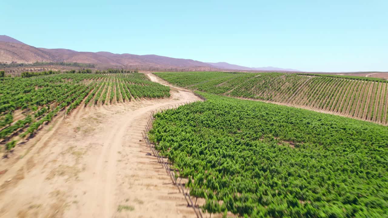 Dolly in drone flyover of vineyards in trellis formation with a dirt road in between on a sunny day with arid mountains in the background, Fray Jorge, Limar&iacute; Valley