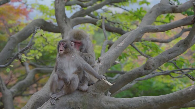 Japanese Macaque Mother and Child in Tree