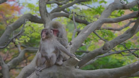 madre y hijo de macaco japonés en el árbol