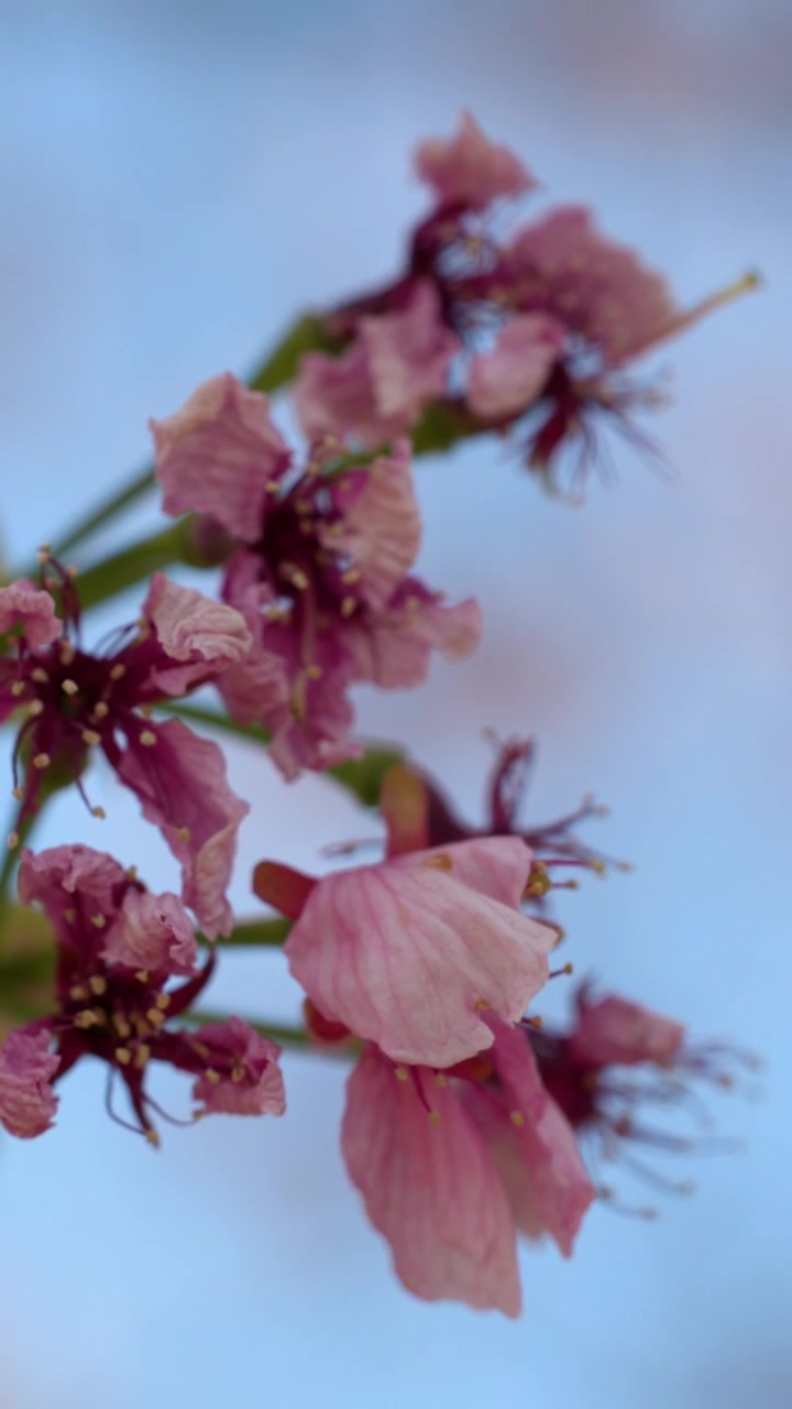 Close-up Bunga Sakura Merah Muda yang Lembut