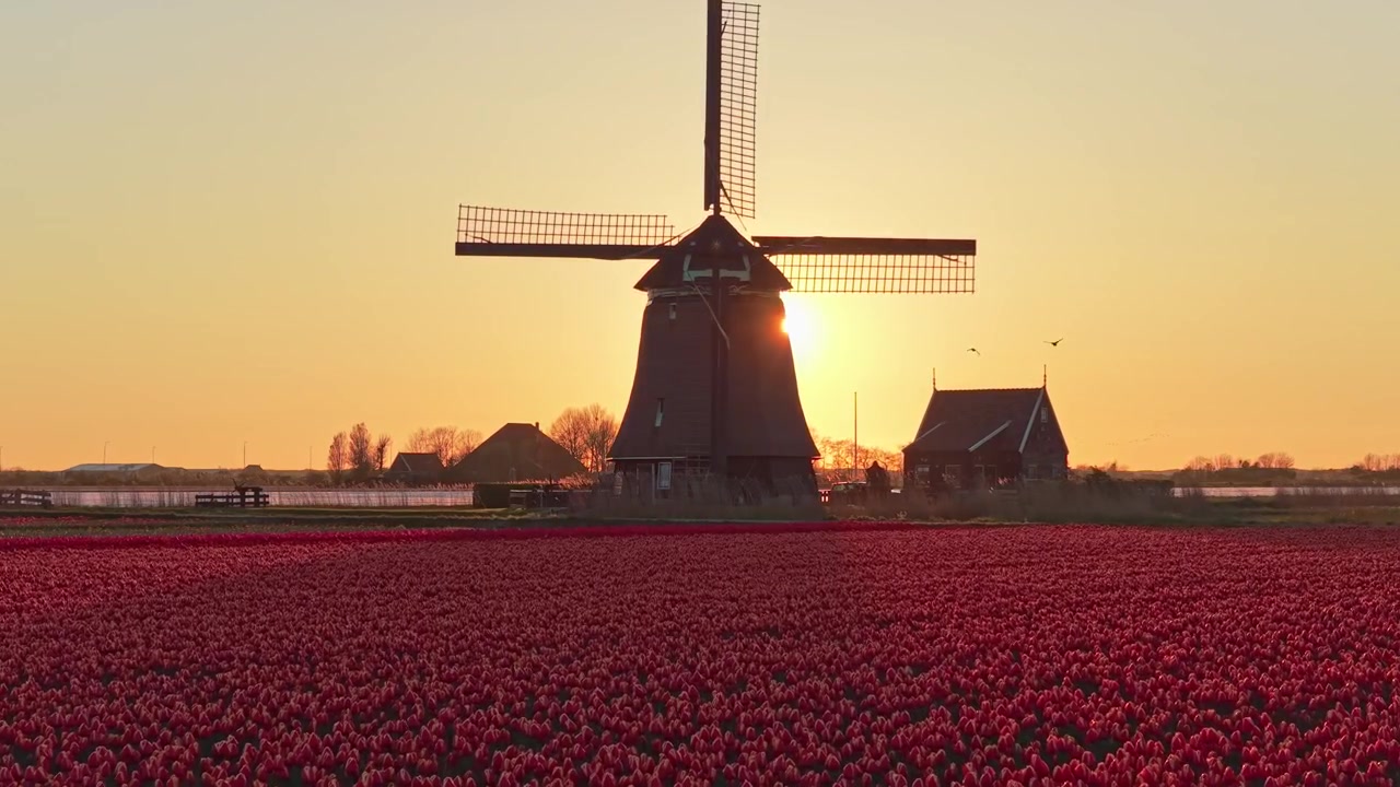 Silhouette di mulino a vento olandese in un campo di tulipani rossi all'alba