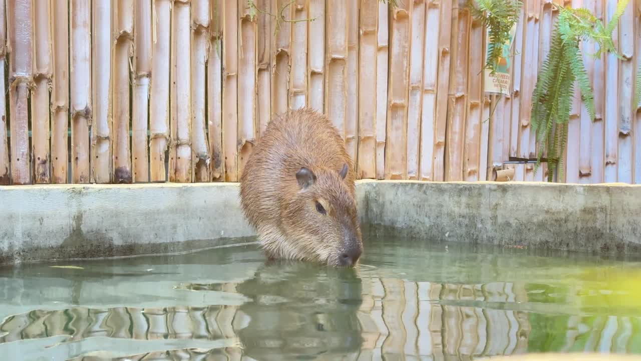 Kapivar, der står roligt i lavt vand inde i en dyrecafé i Bangkok. Sødt, eksotisk dyr, der nyder poolområdet med bambusvæg i baggrunden, afslappet stemning og fritidsmiljø