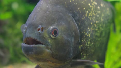 exotic gray fish with gold dots closeup fish in the oceanarium aquarium. exotic gray fish with gold dots close-up. fish in the oceanarium, aquarium. beautiful exotic fish
