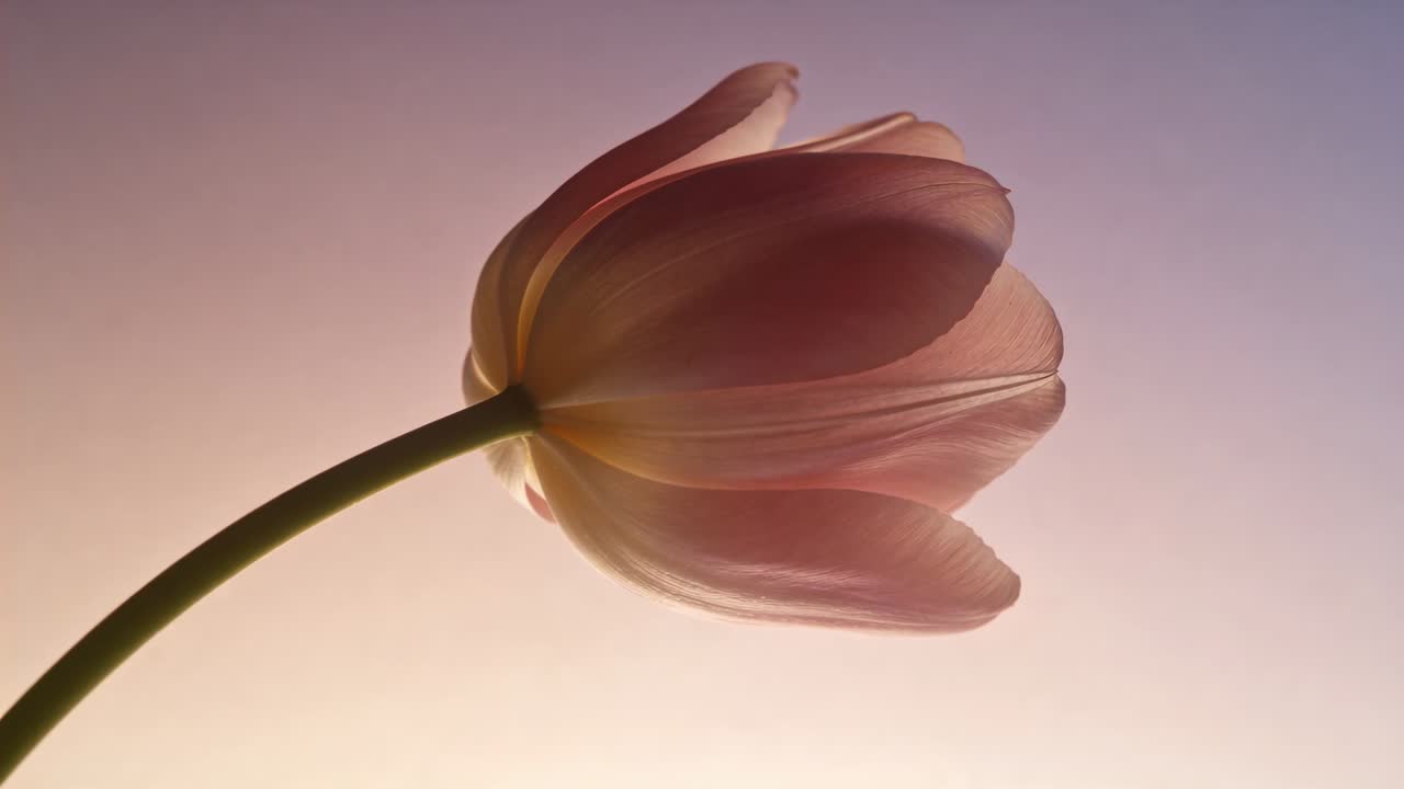 Recording starting, pale pink tulip slowly tilting in studio, with backlight revealing sheer petals