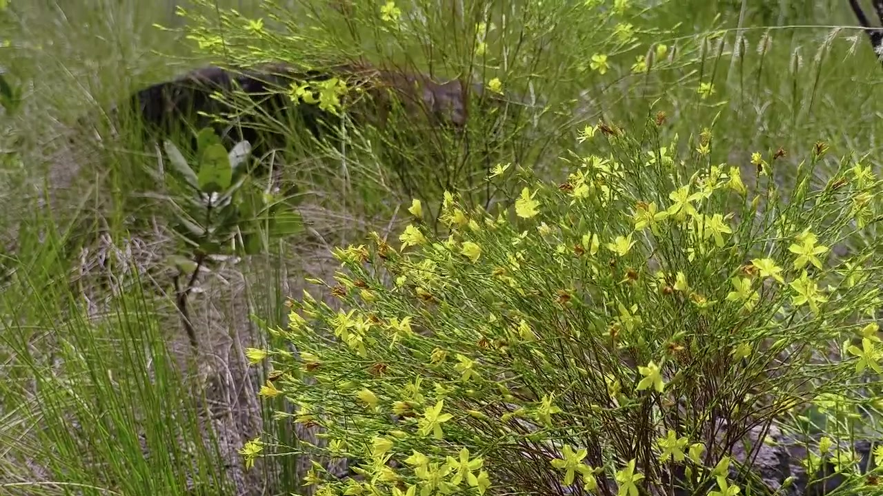 Un arbusto autoctono fiorito sboccia tra l'erba nel Parco Nazionale della Chapada dos Veadeiros, Goias, Brasile, mentre una leggera brezza muove i fiori gialli attraverso la vegetazione del Cerrado, inquadratura statica.