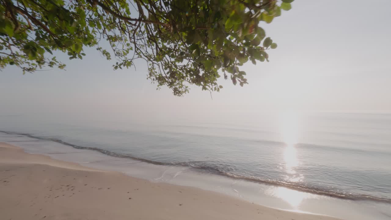 árbol de haya junto al océano en la playa de knäbäckshusen en österlen, en el sur de suecia, al amanecer del verano, siguiendo la toma panorámica en el cardán
